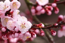 正规黑客在线app追款（黑客出平台黑款）